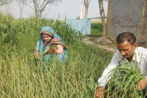 Farming Work : मार्च महीने में करें ये जरूरी काम