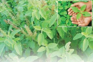 Basil Cultivation : तुलसी की खेती